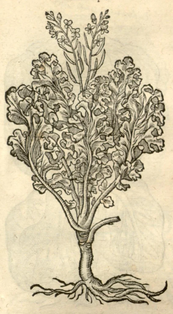 An illustration from Remberti Dodonaei ... Stirpium historiae pemptades sex, sive libri XXX., 1583, leaf 632
