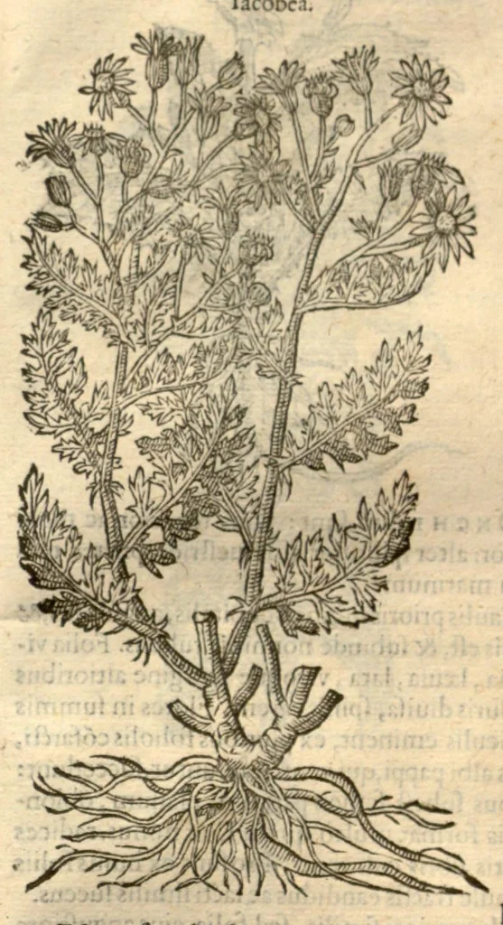 An illustration from Remberti Dodonaei ... Stirpium historiae pemptades sex, sive libri XXX., 1583, leaf 652