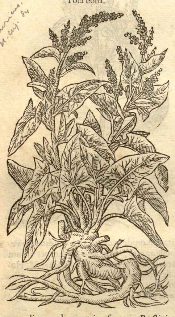 An illustration from Remberti Dodonaei ... Stirpium historiae pemptades sex, sive libri XXX., 1583, leaf 661