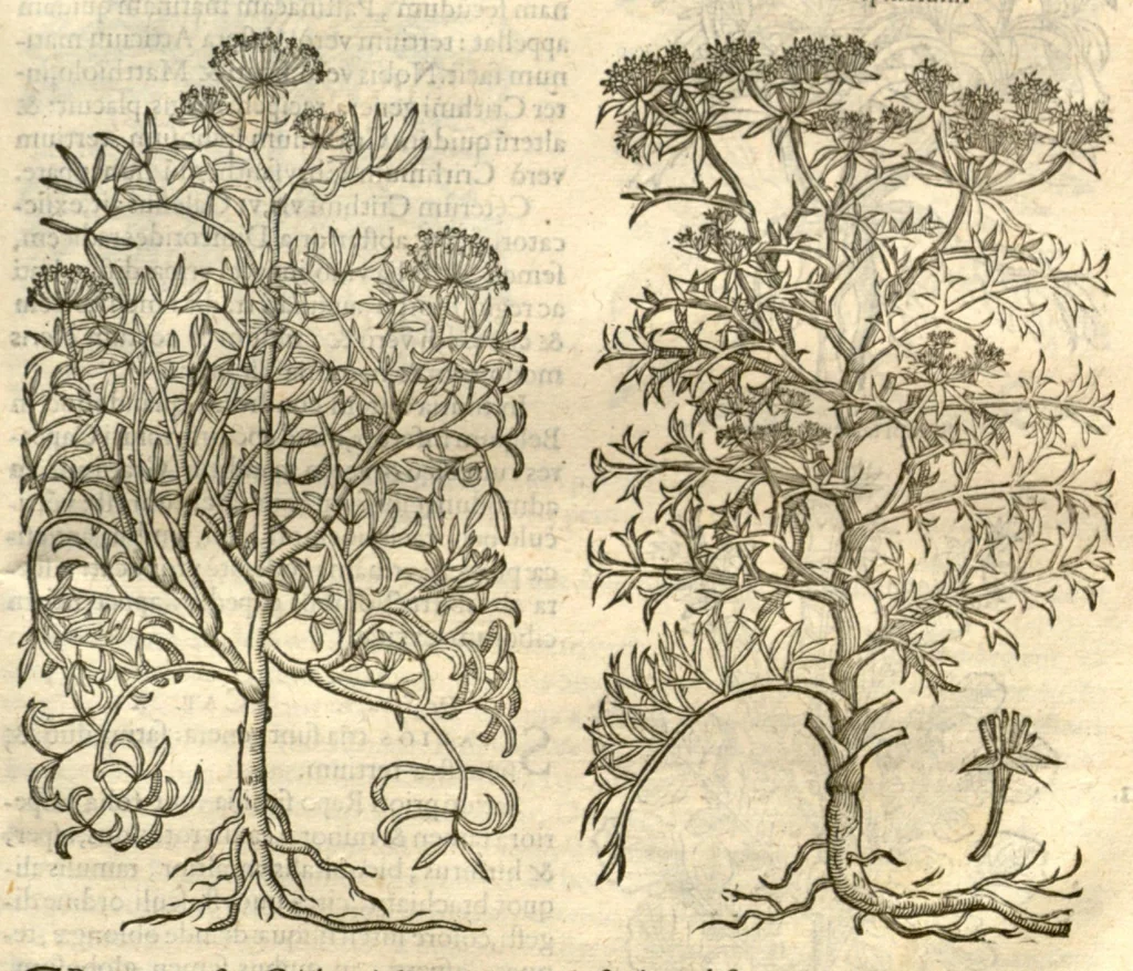 An illustration from Remberti Dodonaei ... Stirpium historiae pemptades sex, sive libri XXX., 1583, leaf 714