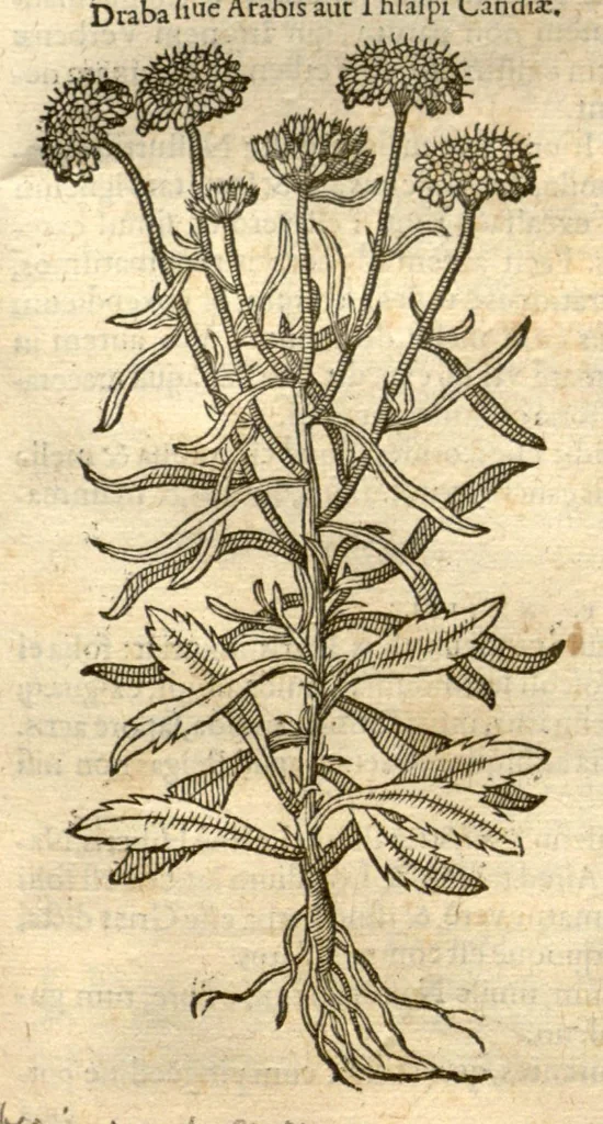 An illustration from Remberti Dodonaei ... Stirpium historiae pemptades sex, sive libri XXX., 1583, leaf 722