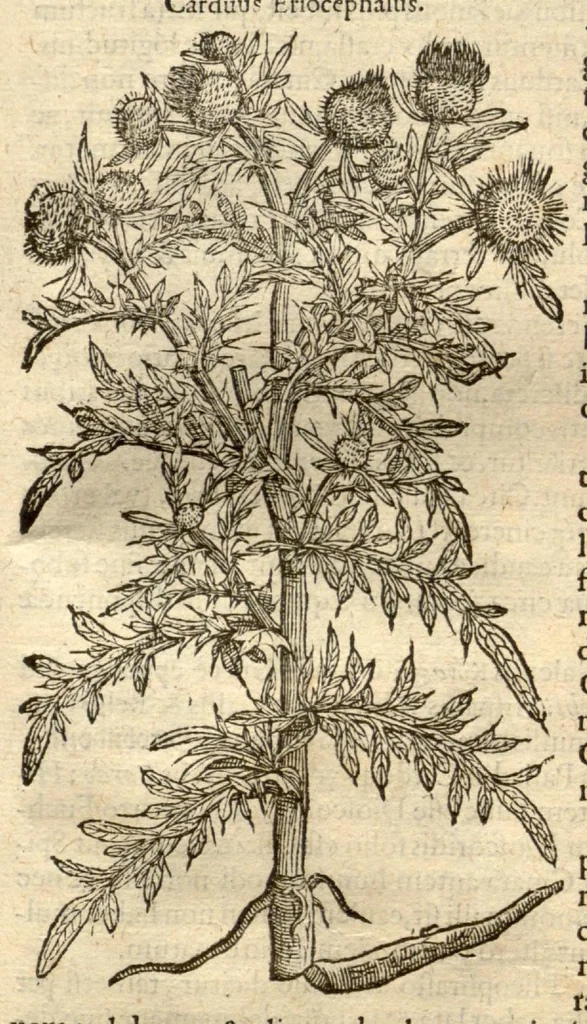 An illustration from Remberti Dodonaei ... Stirpium historiae pemptades sex, sive libri XXX., 1583, leaf 732