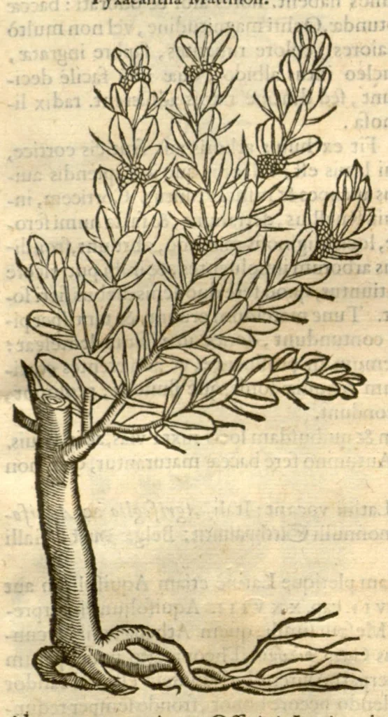 An illustration from Remberti Dodonaei ... Stirpium historiae pemptades sex, sive libri XXX., 1583, leaf 766