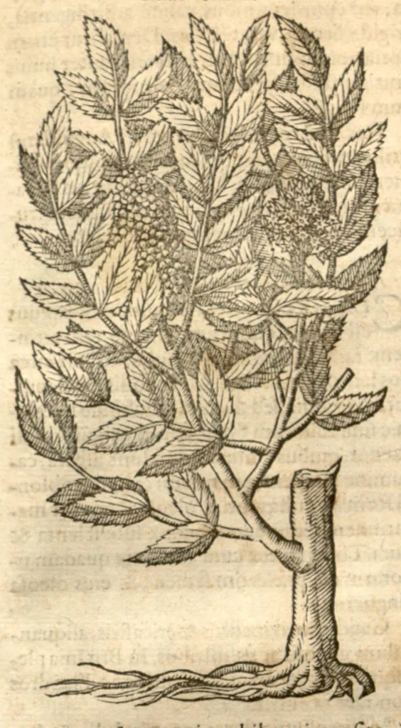 An illustration from Remberti Dodonaei ... Stirpium historiae pemptades sex, sive libri XXX., 1583, leaf 788