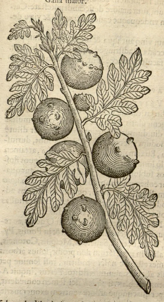 An illustration from Remberti Dodonaei ... Stirpium historiae pemptades sex, sive libri XXX., 1583, leaf 834
