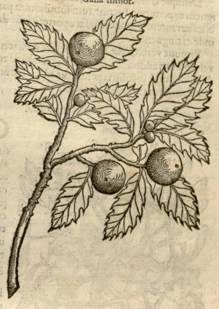An illustration from Remberti Dodonaei ... Stirpium historiae pemptades sex, sive libri XXX., 1583, leaf 834