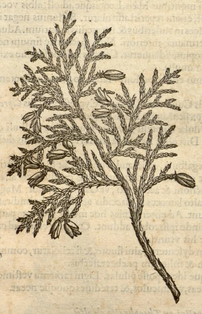 An illustration from Remberti Dodonaei ... Stirpium historiae pemptades sex, sive libri XXX., 1583, leaf 867