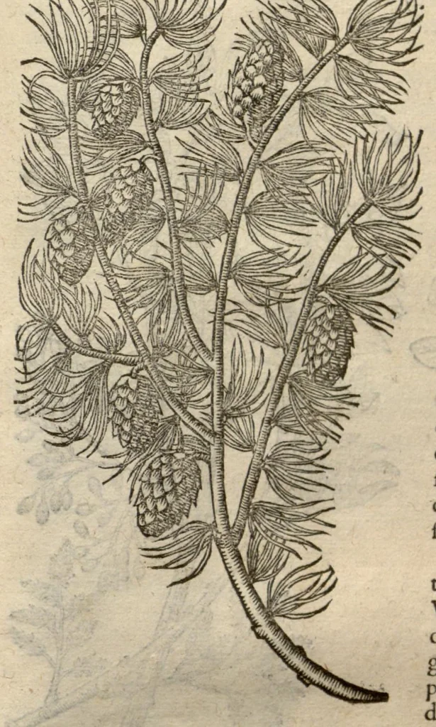 An illustration from Remberti Dodonaei ... Stirpium historiae pemptades sex, sive libri XXX., 1583, leaf 878