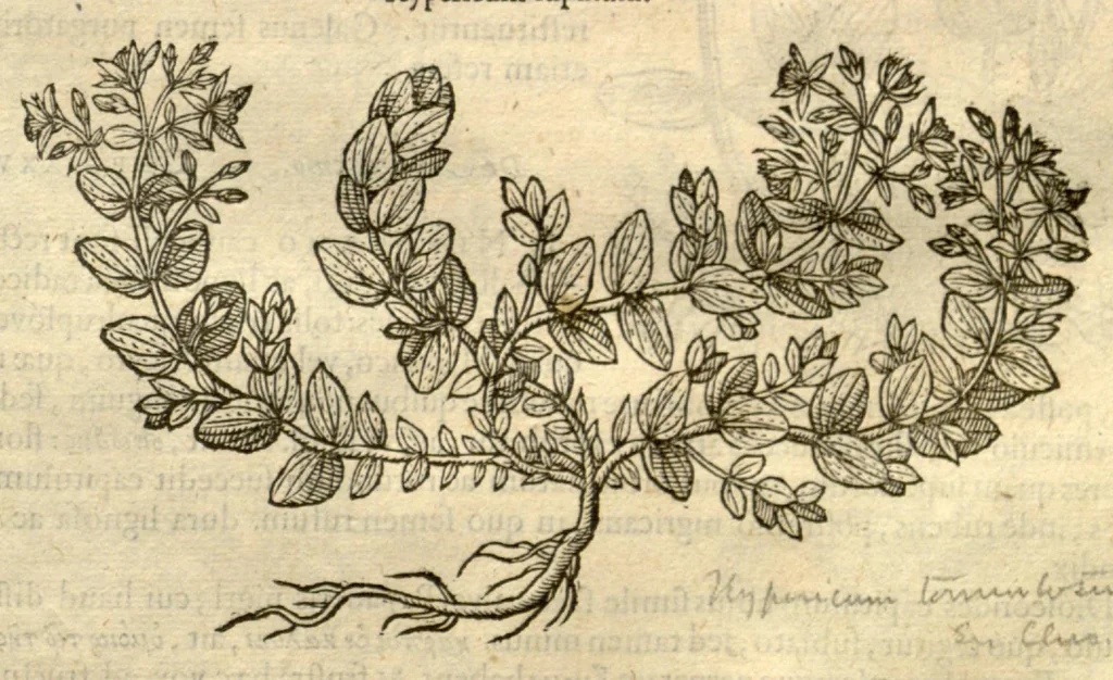 An illustration from Remberti Dodonaei ... Stirpium historiae pemptades sex, sive libri XXX., 1583, leaf 97