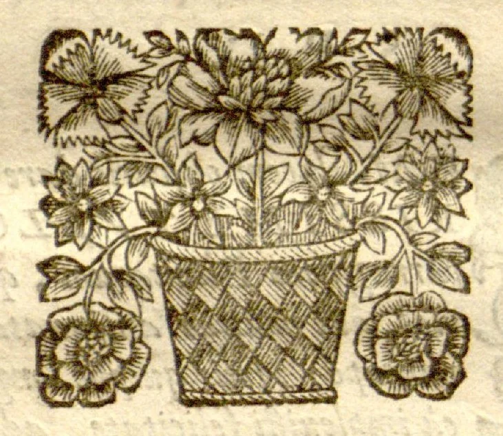 An illustration from Dionysii Ioncquet ... Hortus, sive, Index onomasticus plantarum : quas excolebat Parisiis annis 1658. & 1659. Accessit ad calcem, Stirpium aliquot paulo obscurius denominatarum officinis, Arabibus, aliis / per Casparum Bauhinum explicatio., 1659, leaf 163