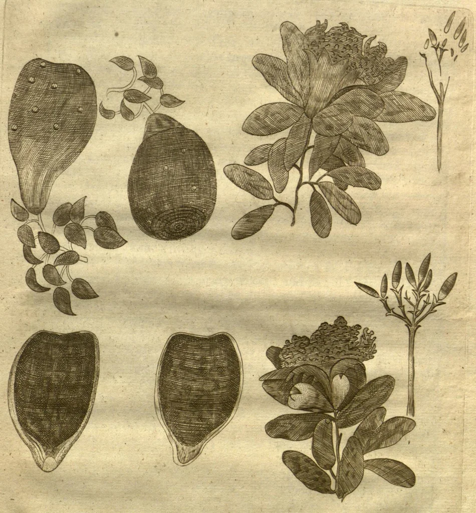 An illustration from A true & exact history of the island of Barbadoes : illustrated with a map of the island, as also the principal trees and plants there, set forth in their due proportions and shapes, drawn out by their several and respective scales. Together with the ingenio that makes the sugar, with the plots of the several houses, rooms, and other places, that are used in the whole process of sugar-making ... All cut in copper / by Richard Ligon, gent., 1673, leaf 74
