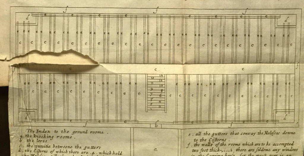 An illustration from A true & exact history of the island of Barbadoes : illustrated with a map of the island, as also the principal trees and plants there, set forth in their due proportions and shapes, drawn out by their several and respective scales. Together with the ingenio that makes the sugar, with the plots of the several houses, rooms, and other places, that are used in the whole process of sugar-making ... All cut in copper / by Richard Ligon, gent., 1673, leaf 94