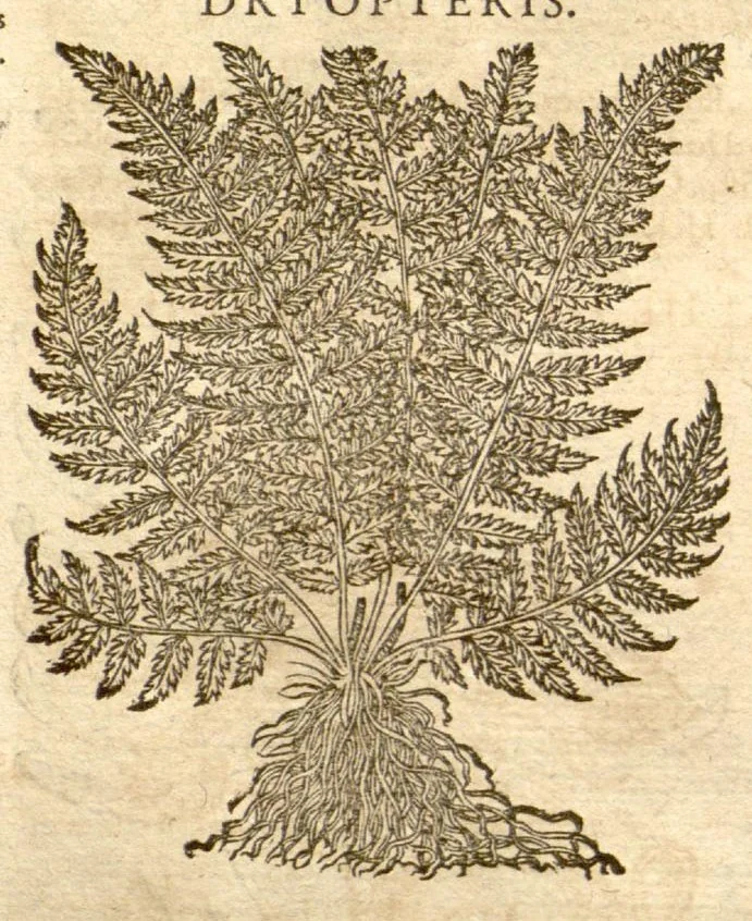 An illustration from Petri Andreae Matthioli ... Opera quae extant omnia, hoc est, Commentarii in VI. libros Pedacii Dioscoridis Anazarbei De medica materia : ... Adiectis in margine variis Graeci textus lectionibus, ex antiquissimus codicibus desumptis, qui Dioscorides depravatam lectionem restituunt / nunc à Casparo Bauhino ... Post diversarum editionum collationem infinitis locis aucti Synonymiis quoque plantarum et notis illustrate. Adjectis plantarum iconibus, supra priores editiones plus quam trecentis (quarum quamphurimae nunc primùm describuntur ad vivum delineatis. De ratione distillandi aquas ex omnibus plantis: et quomodo genuini odores in ipsis aquis conservari possint. Item, Apologia in Amatum Lusitanum, cum censura in ejusdem Enarrationes. Epistolarum medicinalium libri quinque. Dialogus de Morbo Gallico. Cum locupletissimis indicibus, tum ad rem herbarium, tum medicamentarium pertinentibus ..., 1598, leaf 1004