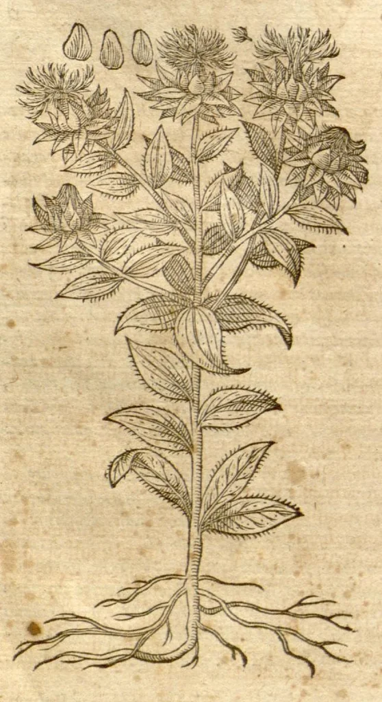 An illustration from Petri Andreae Matthioli ... Opera quae extant omnia, hoc est, Commentarii in VI. libros Pedacii Dioscoridis Anazarbei De medica materia : ... Adiectis in margine variis Graeci textus lectionibus, ex antiquissimus codicibus desumptis, qui Dioscorides depravatam lectionem restituunt / nunc à Casparo Bauhino ... Post diversarum editionum collationem infinitis locis aucti Synonymiis quoque plantarum et notis illustrate. Adjectis plantarum iconibus, supra priores editiones plus quam trecentis (quarum quamphurimae nunc primùm describuntur ad vivum delineatis. De ratione distillandi aquas ex omnibus plantis: et quomodo genuini odores in ipsis aquis conservari possint. Item, Apologia in Amatum Lusitanum, cum censura in ejusdem Enarrationes. Epistolarum medicinalium libri quinque. Dialogus de Morbo Gallico. Cum locupletissimis indicibus, tum ad rem herbarium, tum medicamentarium pertinentibus ..., 1598, leaf 1004