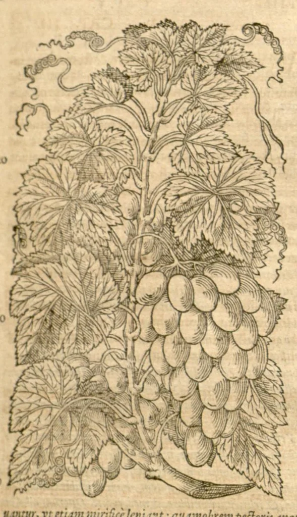 An illustration from Petri Andreae Matthioli ... Opera quae extant omnia, hoc est, Commentarii in VI. libros Pedacii Dioscoridis Anazarbei De medica materia : ... Adiectis in margine variis Graeci textus lectionibus, ex antiquissimus codicibus desumptis, qui Dioscorides depravatam lectionem restituunt / nunc à Casparo Bauhino ... Post diversarum editionum collationem infinitis locis aucti Synonymiis quoque plantarum et notis illustrate. Adjectis plantarum iconibus, supra priores editiones plus quam trecentis (quarum quamphurimae nunc primùm describuntur ad vivum delineatis. De ratione distillandi aquas ex omnibus plantis: et quomodo genuini odores in ipsis aquis conservari possint. Item, Apologia in Amatum Lusitanum, cum censura in ejusdem Enarrationes. Epistolarum medicinalium libri quinque. Dialogus de Morbo Gallico. Cum locupletissimis indicibus, tum ad rem herbarium, tum medicamentarium pertinentibus ..., 1598, leaf 1019
