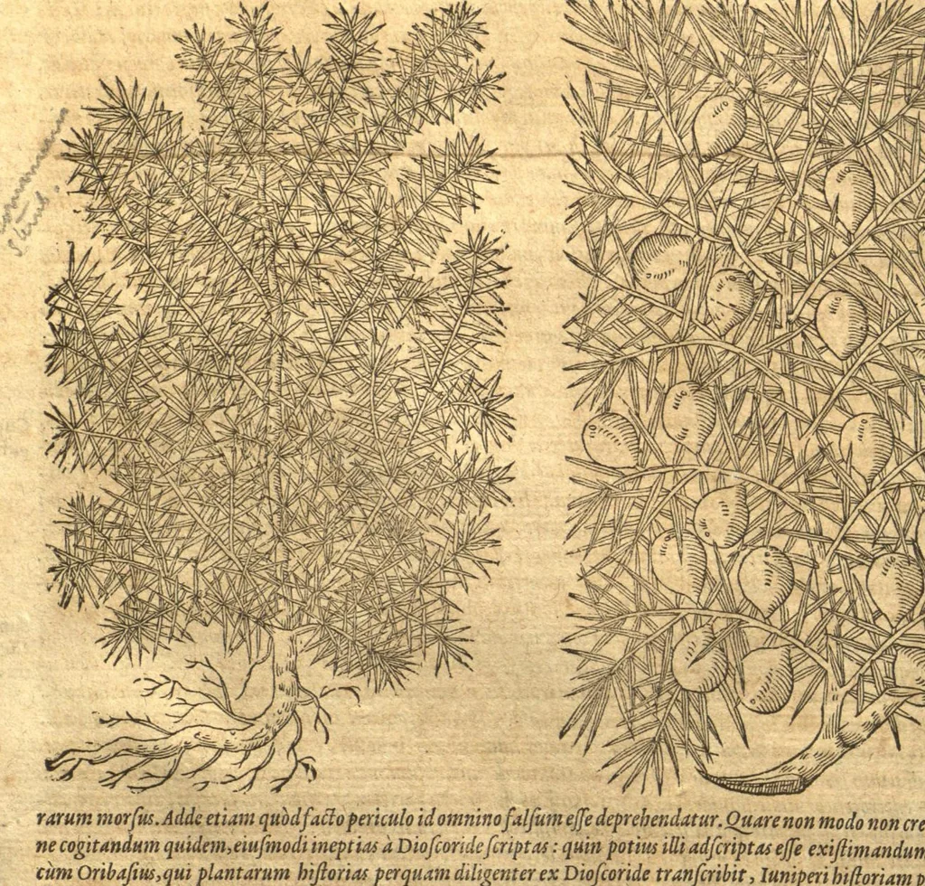 An illustration from Petri Andreae Matthioli ... Opera quae extant omnia, hoc est, Commentarii in VI. libros Pedacii Dioscoridis Anazarbei De medica materia : ... Adiectis in margine variis Graeci textus lectionibus, ex antiquissimus codicibus desumptis, qui Dioscorides depravatam lectionem restituunt / nunc à Casparo Bauhino ... Post diversarum editionum collationem infinitis locis aucti Synonymiis quoque plantarum et notis illustrate. Adjectis plantarum iconibus, supra priores editiones plus quam trecentis (quarum quamphurimae nunc primùm describuntur ad vivum delineatis. De ratione distillandi aquas ex omnibus plantis: et quomodo genuini odores in ipsis aquis conservari possint. Item, Apologia in Amatum Lusitanum, cum censura in ejusdem Enarrationes. Epistolarum medicinalium libri quinque. Dialogus de Morbo Gallico. Cum locupletissimis indicibus, tum ad rem herbarium, tum medicamentarium pertinentibus ..., 1598, leaf 234