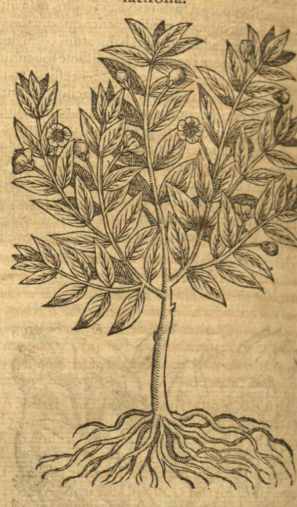 An illustration from Petri Andreae Matthioli ... Opera quae extant omnia, hoc est, Commentarii in VI. libros Pedacii Dioscoridis Anazarbei De medica materia : ... Adiectis in margine variis Graeci textus lectionibus, ex antiquissimus codicibus desumptis, qui Dioscorides depravatam lectionem restituunt / nunc à Casparo Bauhino ... Post diversarum editionum collationem infinitis locis aucti Synonymiis quoque plantarum et notis illustrate. Adjectis plantarum iconibus, supra priores editiones plus quam trecentis (quarum quamphurimae nunc primùm describuntur ad vivum delineatis. De ratione distillandi aquas ex omnibus plantis: et quomodo genuini odores in ipsis aquis conservari possint. Item, Apologia in Amatum Lusitanum, cum censura in ejusdem Enarrationes. Epistolarum medicinalium libri quinque. Dialogus de Morbo Gallico. Cum locupletissimis indicibus, tum ad rem herbarium, tum medicamentarium pertinentibus ..., 1598, leaf 312