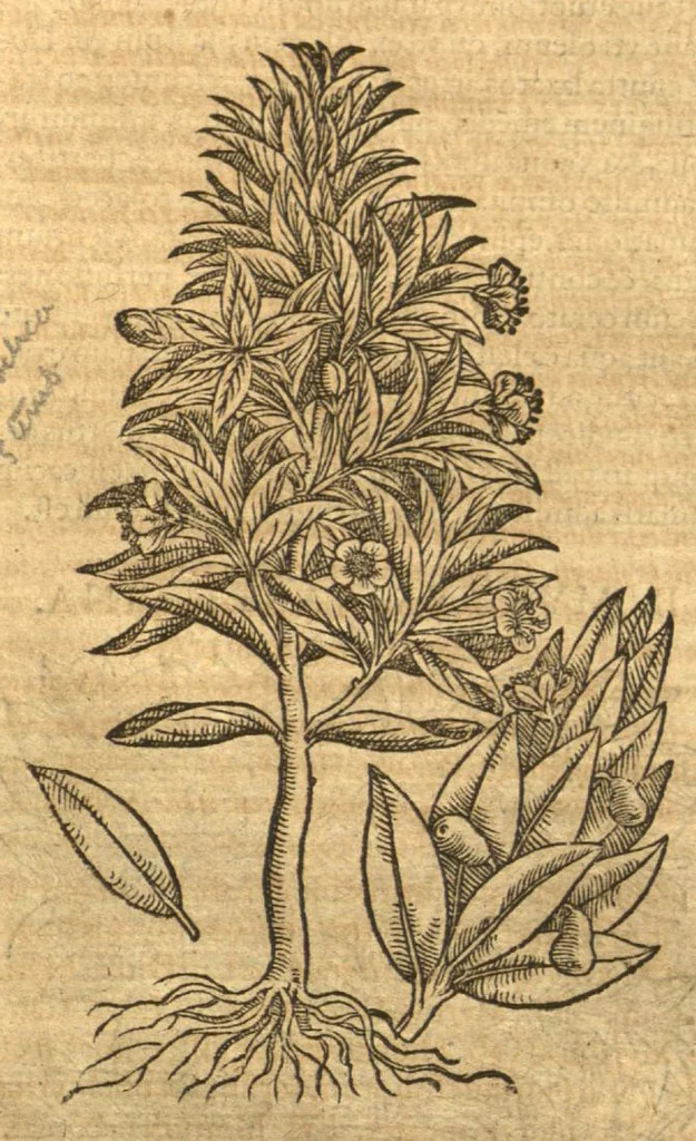 An illustration from Petri Andreae Matthioli ... Opera quae extant omnia, hoc est, Commentarii in VI. libros Pedacii Dioscoridis Anazarbei De medica materia : ... Adiectis in margine variis Graeci textus lectionibus, ex antiquissimus codicibus desumptis, qui Dioscorides depravatam lectionem restituunt / nunc à Casparo Bauhino ... Post diversarum editionum collationem infinitis locis aucti Synonymiis quoque plantarum et notis illustrate. Adjectis plantarum iconibus, supra priores editiones plus quam trecentis (quarum quamphurimae nunc primùm describuntur ad vivum delineatis. De ratione distillandi aquas ex omnibus plantis: et quomodo genuini odores in ipsis aquis conservari possint. Item, Apologia in Amatum Lusitanum, cum censura in ejusdem Enarrationes. Epistolarum medicinalium libri quinque. Dialogus de Morbo Gallico. Cum locupletissimis indicibus, tum ad rem herbarium, tum medicamentarium pertinentibus ..., 1598, leaf 312