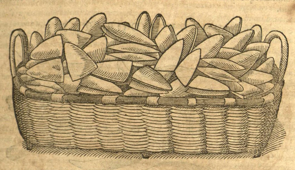 An illustration from Petri Andreae Matthioli ... Opera quae extant omnia, hoc est, Commentarii in VI. libros Pedacii Dioscoridis Anazarbei De medica materia : ... Adiectis in margine variis Graeci textus lectionibus, ex antiquissimus codicibus desumptis, qui Dioscorides depravatam lectionem restituunt / nunc à Casparo Bauhino ... Post diversarum editionum collationem infinitis locis aucti Synonymiis quoque plantarum et notis illustrate. Adjectis plantarum iconibus, supra priores editiones plus quam trecentis (quarum quamphurimae nunc primùm describuntur ad vivum delineatis. De ratione distillandi aquas ex omnibus plantis: et quomodo genuini odores in ipsis aquis conservari possint. Item, Apologia in Amatum Lusitanum, cum censura in ejusdem Enarrationes. Epistolarum medicinalium libri quinque. Dialogus de Morbo Gallico. Cum locupletissimis indicibus, tum ad rem herbarium, tum medicamentarium pertinentibus ..., 1598, leaf 361