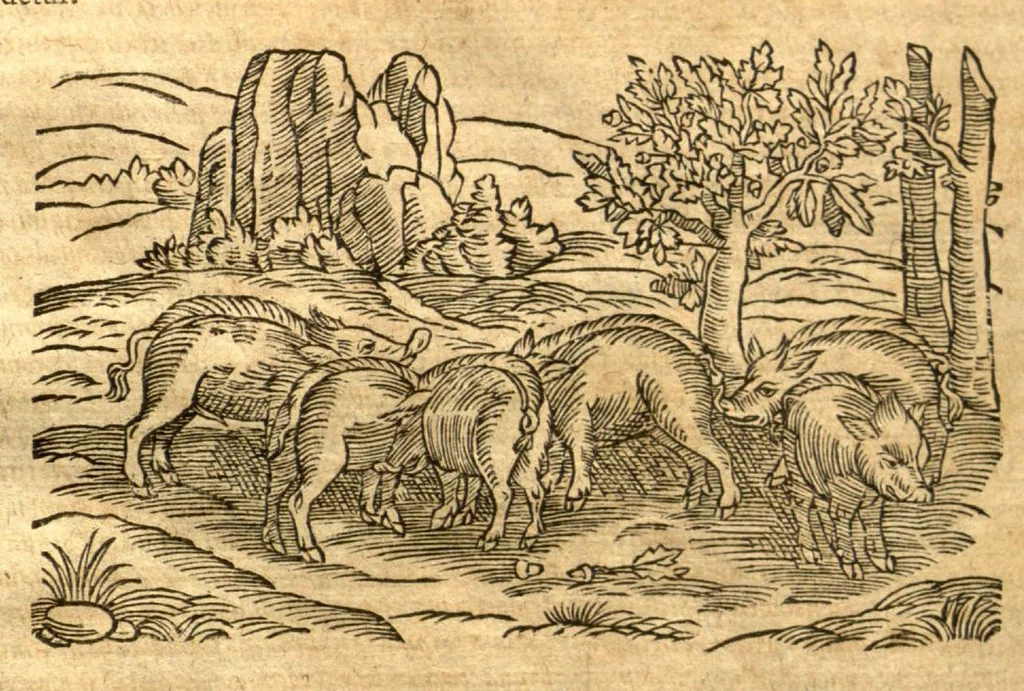 An illustration from Petri Andreae Matthioli ... Opera quae extant omnia, hoc est, Commentarii in VI. libros Pedacii Dioscoridis Anazarbei De medica materia : ... Adiectis in margine variis Graeci textus lectionibus, ex antiquissimus codicibus desumptis, qui Dioscorides depravatam lectionem restituunt / nunc à Casparo Bauhino ... Post diversarum editionum collationem infinitis locis aucti Synonymiis quoque plantarum et notis illustrate. Adjectis plantarum iconibus, supra priores editiones plus quam trecentis (quarum quamphurimae nunc primùm describuntur ad vivum delineatis. De ratione distillandi aquas ex omnibus plantis: et quomodo genuini odores in ipsis aquis conservari possint. Item, Apologia in Amatum Lusitanum, cum censura in ejusdem Enarrationes. Epistolarum medicinalium libri quinque. Dialogus de Morbo Gallico. Cum locupletissimis indicibus, tum ad rem herbarium, tum medicamentarium pertinentibus ..., 1598, leaf 404