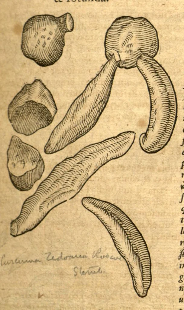 An illustration from Petri Andreae Matthioli ... Opera quae extant omnia, hoc est, Commentarii in VI. libros Pedacii Dioscoridis Anazarbei De medica materia : ... Adiectis in margine variis Graeci textus lectionibus, ex antiquissimus codicibus desumptis, qui Dioscorides depravatam lectionem restituunt / nunc à Casparo Bauhino ... Post diversarum editionum collationem infinitis locis aucti Synonymiis quoque plantarum et notis illustrate. Adjectis plantarum iconibus, supra priores editiones plus quam trecentis (quarum quamphurimae nunc primùm describuntur ad vivum delineatis. De ratione distillandi aquas ex omnibus plantis: et quomodo genuini odores in ipsis aquis conservari possint. Item, Apologia in Amatum Lusitanum, cum censura in ejusdem Enarrationes. Epistolarum medicinalium libri quinque. Dialogus de Morbo Gallico. Cum locupletissimis indicibus, tum ad rem herbarium, tum medicamentarium pertinentibus ..., 1598, leaf 555