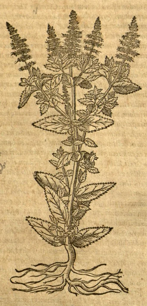 An illustration from Petri Andreae Matthioli ... Opera quae extant omnia, hoc est, Commentarii in VI. libros Pedacii Dioscoridis Anazarbei De medica materia : ... Adiectis in margine variis Graeci textus lectionibus, ex antiquissimus codicibus desumptis, qui Dioscorides depravatam lectionem restituunt / nunc à Casparo Bauhino ... Post diversarum editionum collationem infinitis locis aucti Synonymiis quoque plantarum et notis illustrate. Adjectis plantarum iconibus, supra priores editiones plus quam trecentis (quarum quamphurimae nunc primùm describuntur ad vivum delineatis. De ratione distillandi aquas ex omnibus plantis: et quomodo genuini odores in ipsis aquis conservari possint. Item, Apologia in Amatum Lusitanum, cum censura in ejusdem Enarrationes. Epistolarum medicinalium libri quinque. Dialogus de Morbo Gallico. Cum locupletissimis indicibus, tum ad rem herbarium, tum medicamentarium pertinentibus ..., 1598, leaf 642