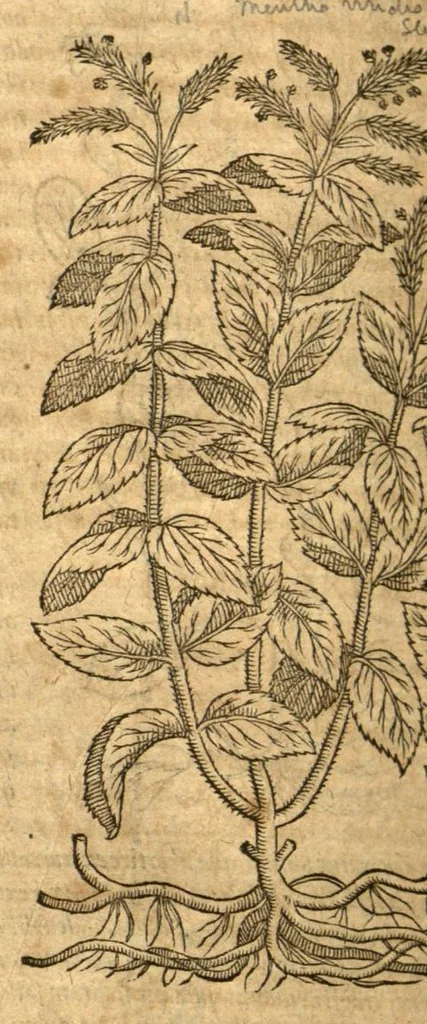 An illustration from Petri Andreae Matthioli ... Opera quae extant omnia, hoc est, Commentarii in VI. libros Pedacii Dioscoridis Anazarbei De medica materia : ... Adiectis in margine variis Graeci textus lectionibus, ex antiquissimus codicibus desumptis, qui Dioscorides depravatam lectionem restituunt / nunc à Casparo Bauhino ... Post diversarum editionum collationem infinitis locis aucti Synonymiis quoque plantarum et notis illustrate. Adjectis plantarum iconibus, supra priores editiones plus quam trecentis (quarum quamphurimae nunc primùm describuntur ad vivum delineatis. De ratione distillandi aquas ex omnibus plantis: et quomodo genuini odores in ipsis aquis conservari possint. Item, Apologia in Amatum Lusitanum, cum censura in ejusdem Enarrationes. Epistolarum medicinalium libri quinque. Dialogus de Morbo Gallico. Cum locupletissimis indicibus, tum ad rem herbarium, tum medicamentarium pertinentibus ..., 1598, leaf 642