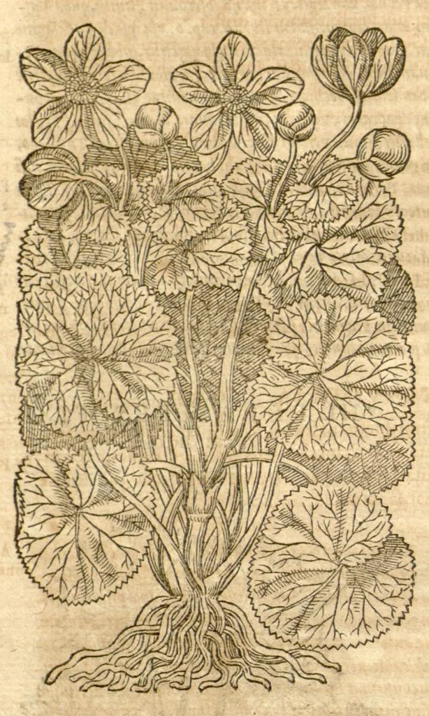 An illustration from Petri Andreae Matthioli ... Opera quae extant omnia, hoc est, Commentarii in VI. libros Pedacii Dioscoridis Anazarbei De medica materia : ... Adiectis in margine variis Graeci textus lectionibus, ex antiquissimus codicibus desumptis, qui Dioscorides depravatam lectionem restituunt / nunc à Casparo Bauhino ... Post diversarum editionum collationem infinitis locis aucti Synonymiis quoque plantarum et notis illustrate. Adjectis plantarum iconibus, supra priores editiones plus quam trecentis (quarum quamphurimae nunc primùm describuntur ad vivum delineatis. De ratione distillandi aquas ex omnibus plantis: et quomodo genuini odores in ipsis aquis conservari possint. Item, Apologia in Amatum Lusitanum, cum censura in ejusdem Enarrationes. Epistolarum medicinalium libri quinque. Dialogus de Morbo Gallico. Cum locupletissimis indicibus, tum ad rem herbarium, tum medicamentarium pertinentibus ..., 1598, leaf 732