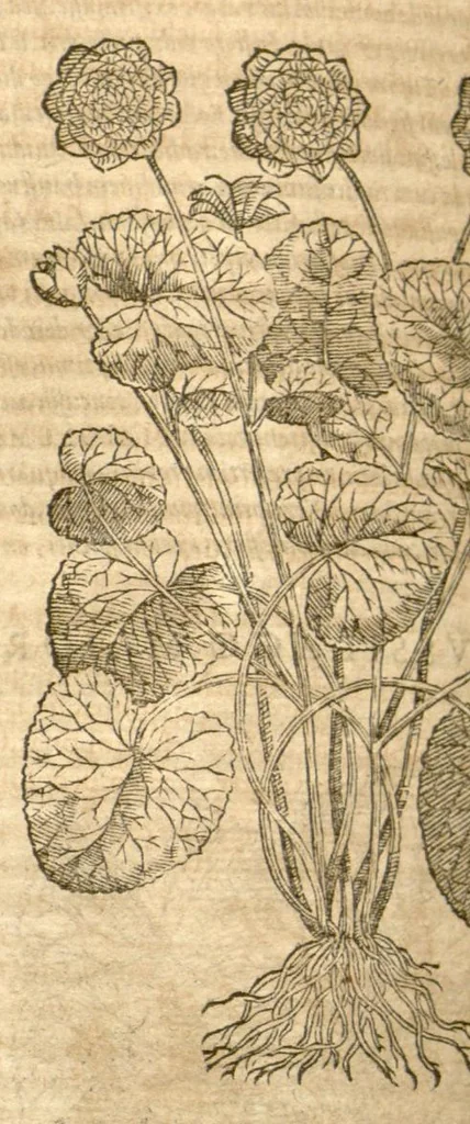 An illustration from Petri Andreae Matthioli ... Opera quae extant omnia, hoc est, Commentarii in VI. libros Pedacii Dioscoridis Anazarbei De medica materia : ... Adiectis in margine variis Graeci textus lectionibus, ex antiquissimus codicibus desumptis, qui Dioscorides depravatam lectionem restituunt / nunc à Casparo Bauhino ... Post diversarum editionum collationem infinitis locis aucti Synonymiis quoque plantarum et notis illustrate. Adjectis plantarum iconibus, supra priores editiones plus quam trecentis (quarum quamphurimae nunc primùm describuntur ad vivum delineatis. De ratione distillandi aquas ex omnibus plantis: et quomodo genuini odores in ipsis aquis conservari possint. Item, Apologia in Amatum Lusitanum, cum censura in ejusdem Enarrationes. Epistolarum medicinalium libri quinque. Dialogus de Morbo Gallico. Cum locupletissimis indicibus, tum ad rem herbarium, tum medicamentarium pertinentibus ..., 1598, leaf 732