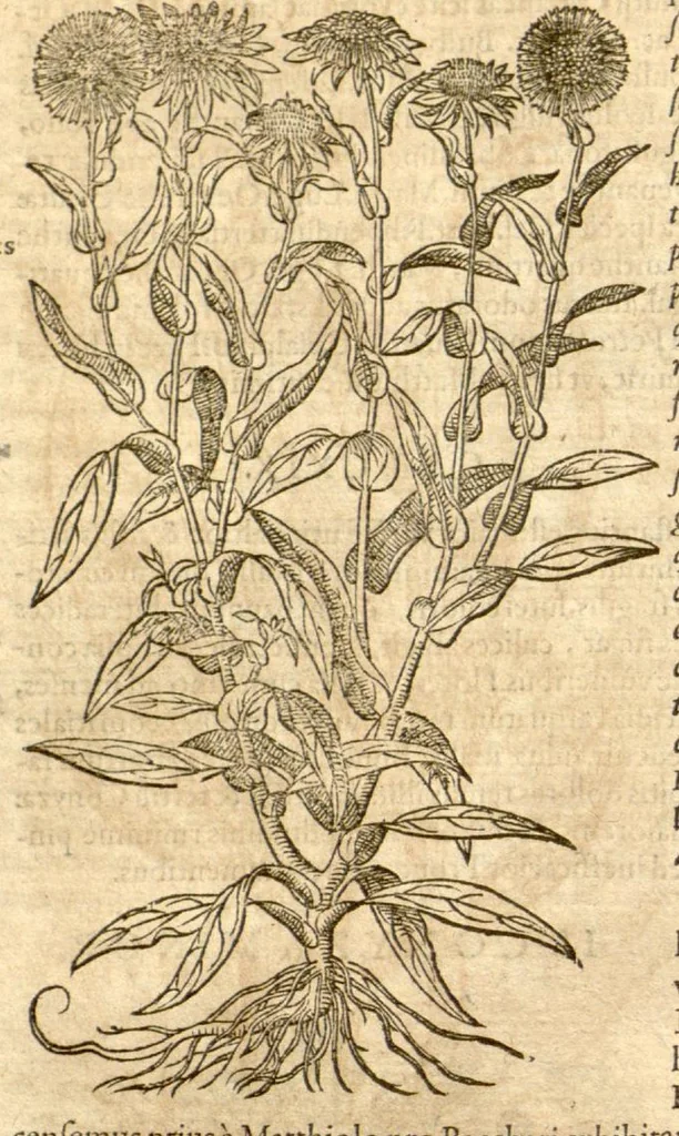 An illustration from Petri Andreae Matthioli ... Opera quae extant omnia, hoc est, Commentarii in VI. libros Pedacii Dioscoridis Anazarbei De medica materia : ... Adiectis in margine variis Graeci textus lectionibus, ex antiquissimus codicibus desumptis, qui Dioscorides depravatam lectionem restituunt / nunc à Casparo Bauhino ... Post diversarum editionum collationem infinitis locis aucti Synonymiis quoque plantarum et notis illustrate. Adjectis plantarum iconibus, supra priores editiones plus quam trecentis (quarum quamphurimae nunc primùm describuntur ad vivum delineatis. De ratione distillandi aquas ex omnibus plantis: et quomodo genuini odores in ipsis aquis conservari possint. Item, Apologia in Amatum Lusitanum, cum censura in ejusdem Enarrationes. Epistolarum medicinalium libri quinque. Dialogus de Morbo Gallico. Cum locupletissimis indicibus, tum ad rem herbarium, tum medicamentarium pertinentibus ..., 1598, leaf 746