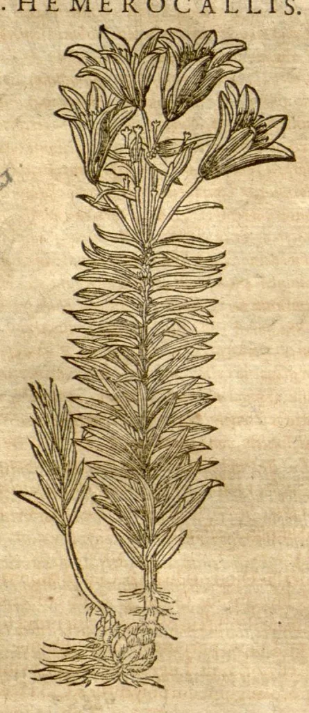 An illustration from Petri Andreae Matthioli ... Opera quae extant omnia, hoc est, Commentarii in VI. libros Pedacii Dioscoridis Anazarbei De medica materia : ... Adiectis in margine variis Graeci textus lectionibus, ex antiquissimus codicibus desumptis, qui Dioscorides depravatam lectionem restituunt / nunc à Casparo Bauhino ... Post diversarum editionum collationem infinitis locis aucti Synonymiis quoque plantarum et notis illustrate. Adjectis plantarum iconibus, supra priores editiones plus quam trecentis (quarum quamphurimae nunc primùm describuntur ad vivum delineatis. De ratione distillandi aquas ex omnibus plantis: et quomodo genuini odores in ipsis aquis conservari possint. Item, Apologia in Amatum Lusitanum, cum censura in ejusdem Enarrationes. Epistolarum medicinalium libri quinque. Dialogus de Morbo Gallico. Cum locupletissimis indicibus, tum ad rem herbarium, tum medicamentarium pertinentibus ..., 1598, leaf 746