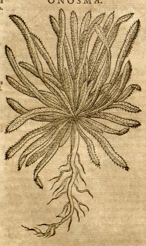 An illustration from Petri Andreae Matthioli ... Opera quae extant omnia, hoc est, Commentarii in VI. libros Pedacii Dioscoridis Anazarbei De medica materia : ... Adiectis in margine variis Graeci textus lectionibus, ex antiquissimus codicibus desumptis, qui Dioscorides depravatam lectionem restituunt / nunc à Casparo Bauhino ... Post diversarum editionum collationem infinitis locis aucti Synonymiis quoque plantarum et notis illustrate. Adjectis plantarum iconibus, supra priores editiones plus quam trecentis (quarum quamphurimae nunc primùm describuntur ad vivum delineatis. De ratione distillandi aquas ex omnibus plantis: et quomodo genuini odores in ipsis aquis conservari possint. Item, Apologia in Amatum Lusitanum, cum censura in ejusdem Enarrationes. Epistolarum medicinalium libri quinque. Dialogus de Morbo Gallico. Cum locupletissimis indicibus, tum ad rem herbarium, tum medicamentarium pertinentibus ..., 1598, leaf 758