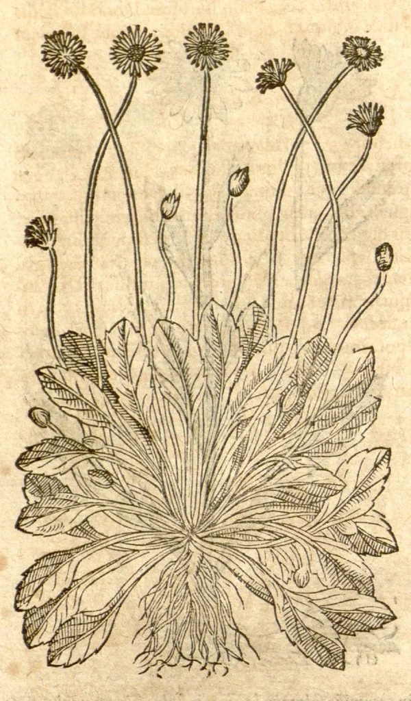 An illustration from Petri Andreae Matthioli ... Opera quae extant omnia, hoc est, Commentarii in VI. libros Pedacii Dioscoridis Anazarbei De medica materia : ... Adiectis in margine variis Graeci textus lectionibus, ex antiquissimus codicibus desumptis, qui Dioscorides depravatam lectionem restituunt / nunc à Casparo Bauhino ... Post diversarum editionum collationem infinitis locis aucti Synonymiis quoque plantarum et notis illustrate. Adjectis plantarum iconibus, supra priores editiones plus quam trecentis (quarum quamphurimae nunc primùm describuntur ad vivum delineatis. De ratione distillandi aquas ex omnibus plantis: et quomodo genuini odores in ipsis aquis conservari possint. Item, Apologia in Amatum Lusitanum, cum censura in ejusdem Enarrationes. Epistolarum medicinalium libri quinque. Dialogus de Morbo Gallico. Cum locupletissimis indicibus, tum ad rem herbarium, tum medicamentarium pertinentibus ..., 1598, leaf 770