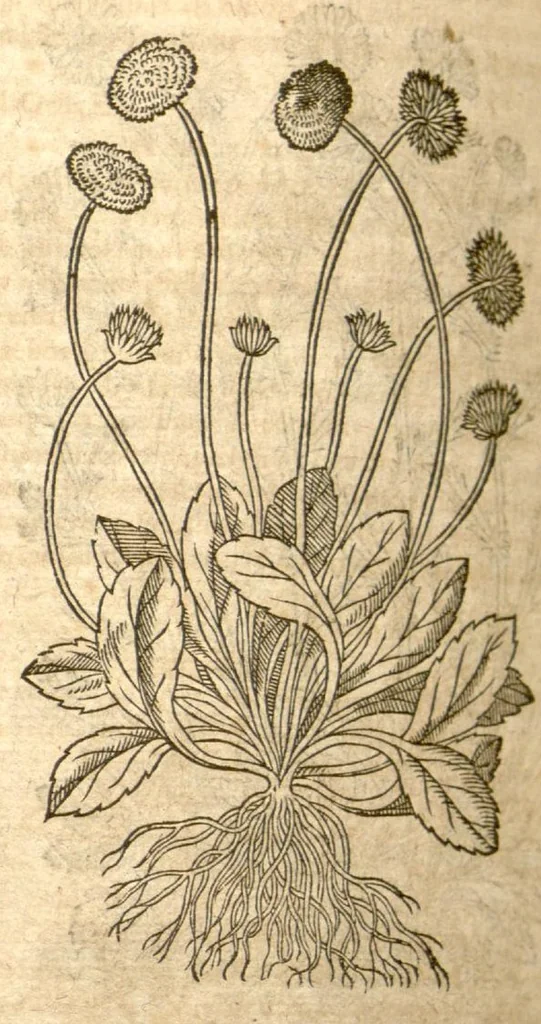 An illustration from Petri Andreae Matthioli ... Opera quae extant omnia, hoc est, Commentarii in VI. libros Pedacii Dioscoridis Anazarbei De medica materia : ... Adiectis in margine variis Graeci textus lectionibus, ex antiquissimus codicibus desumptis, qui Dioscorides depravatam lectionem restituunt / nunc à Casparo Bauhino ... Post diversarum editionum collationem infinitis locis aucti Synonymiis quoque plantarum et notis illustrate. Adjectis plantarum iconibus, supra priores editiones plus quam trecentis (quarum quamphurimae nunc primùm describuntur ad vivum delineatis. De ratione distillandi aquas ex omnibus plantis: et quomodo genuini odores in ipsis aquis conservari possint. Item, Apologia in Amatum Lusitanum, cum censura in ejusdem Enarrationes. Epistolarum medicinalium libri quinque. Dialogus de Morbo Gallico. Cum locupletissimis indicibus, tum ad rem herbarium, tum medicamentarium pertinentibus ..., 1598, leaf 770