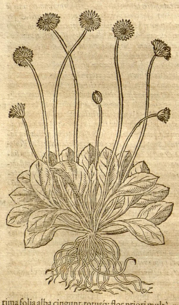 An illustration from Petri Andreae Matthioli ... Opera quae extant omnia, hoc est, Commentarii in VI. libros Pedacii Dioscoridis Anazarbei De medica materia : ... Adiectis in margine variis Graeci textus lectionibus, ex antiquissimus codicibus desumptis, qui Dioscorides depravatam lectionem restituunt / nunc à Casparo Bauhino ... Post diversarum editionum collationem infinitis locis aucti Synonymiis quoque plantarum et notis illustrate. Adjectis plantarum iconibus, supra priores editiones plus quam trecentis (quarum quamphurimae nunc primùm describuntur ad vivum delineatis. De ratione distillandi aquas ex omnibus plantis: et quomodo genuini odores in ipsis aquis conservari possint. Item, Apologia in Amatum Lusitanum, cum censura in ejusdem Enarrationes. Epistolarum medicinalium libri quinque. Dialogus de Morbo Gallico. Cum locupletissimis indicibus, tum ad rem herbarium, tum medicamentarium pertinentibus ..., 1598, leaf 770