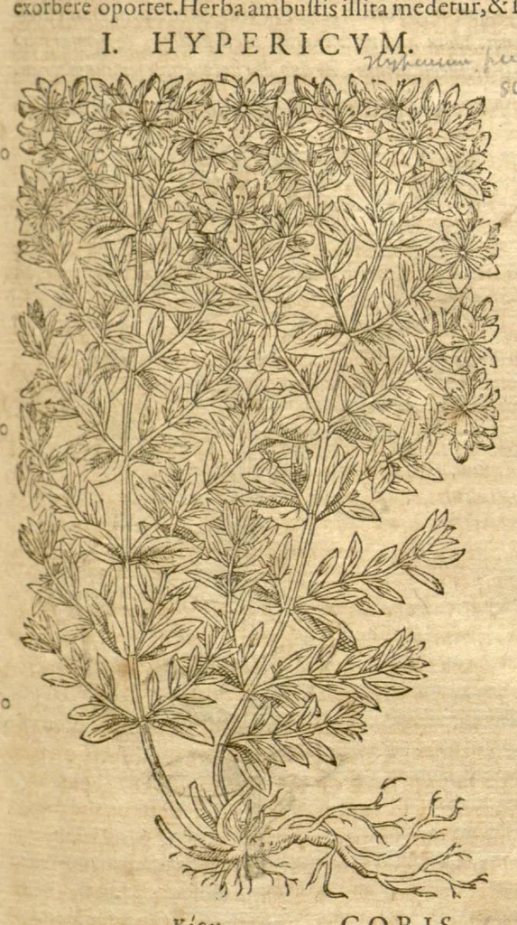 An illustration from Petri Andreae Matthioli ... Opera quae extant omnia, hoc est, Commentarii in VI. libros Pedacii Dioscoridis Anazarbei De medica materia : ... Adiectis in margine variis Graeci textus lectionibus, ex antiquissimus codicibus desumptis, qui Dioscorides depravatam lectionem restituunt / nunc à Casparo Bauhino ... Post diversarum editionum collationem infinitis locis aucti Synonymiis quoque plantarum et notis illustrate. Adjectis plantarum iconibus, supra priores editiones plus quam trecentis (quarum quamphurimae nunc primùm describuntur ad vivum delineatis. De ratione distillandi aquas ex omnibus plantis: et quomodo genuini odores in ipsis aquis conservari possint. Item, Apologia in Amatum Lusitanum, cum censura in ejusdem Enarrationes. Epistolarum medicinalium libri quinque. Dialogus de Morbo Gallico. Cum locupletissimis indicibus, tum ad rem herbarium, tum medicamentarium pertinentibus ..., 1598, leaf 783
