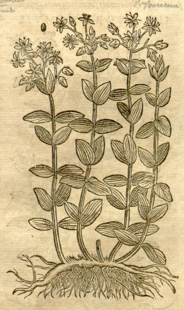 An illustration from Petri Andreae Matthioli ... Opera quae extant omnia, hoc est, Commentarii in VI. libros Pedacii Dioscoridis Anazarbei De medica materia : ... Adiectis in margine variis Graeci textus lectionibus, ex antiquissimus codicibus desumptis, qui Dioscorides depravatam lectionem restituunt / nunc à Casparo Bauhino ... Post diversarum editionum collationem infinitis locis aucti Synonymiis quoque plantarum et notis illustrate. Adjectis plantarum iconibus, supra priores editiones plus quam trecentis (quarum quamphurimae nunc primùm describuntur ad vivum delineatis. De ratione distillandi aquas ex omnibus plantis: et quomodo genuini odores in ipsis aquis conservari possint. Item, Apologia in Amatum Lusitanum, cum censura in ejusdem Enarrationes. Epistolarum medicinalium libri quinque. Dialogus de Morbo Gallico. Cum locupletissimis indicibus, tum ad rem herbarium, tum medicamentarium pertinentibus ..., 1598, leaf 783