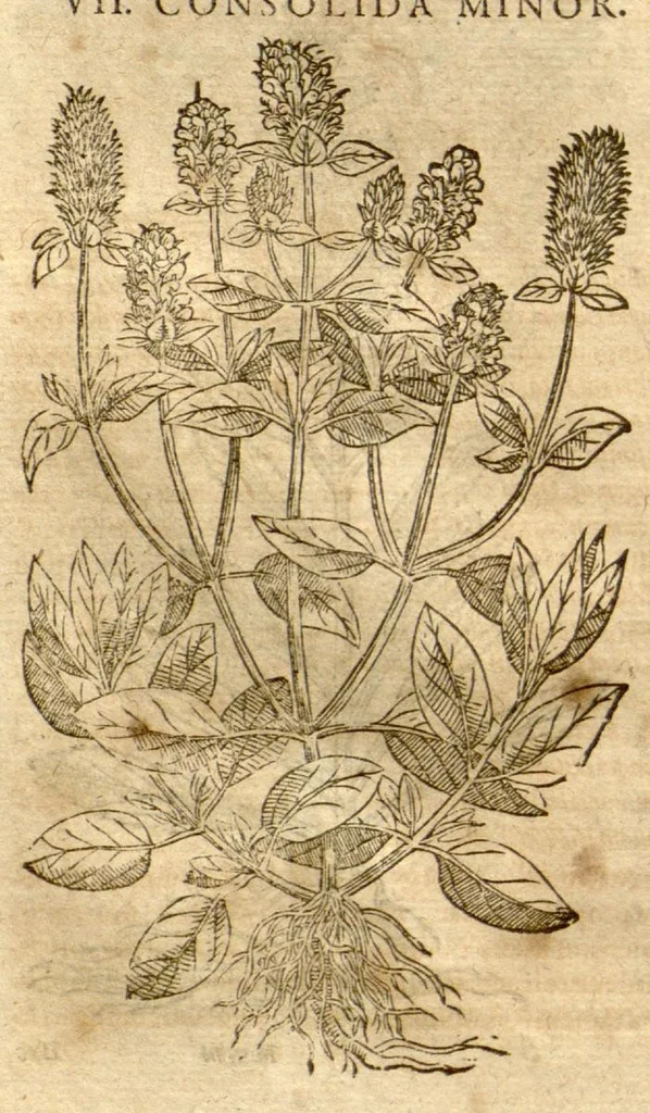 An illustration from Petri Andreae Matthioli ... Opera quae extant omnia, hoc est, Commentarii in VI. libros Pedacii Dioscoridis Anazarbei De medica materia : ... Adiectis in margine variis Graeci textus lectionibus, ex antiquissimus codicibus desumptis, qui Dioscorides depravatam lectionem restituunt / nunc à Casparo Bauhino ... Post diversarum editionum collationem infinitis locis aucti Synonymiis quoque plantarum et notis illustrate. Adjectis plantarum iconibus, supra priores editiones plus quam trecentis (quarum quamphurimae nunc primùm describuntur ad vivum delineatis. De ratione distillandi aquas ex omnibus plantis: et quomodo genuini odores in ipsis aquis conservari possint. Item, Apologia in Amatum Lusitanum, cum censura in ejusdem Enarrationes. Epistolarum medicinalium libri quinque. Dialogus de Morbo Gallico. Cum locupletissimis indicibus, tum ad rem herbarium, tum medicamentarium pertinentibus ..., 1598, leaf 800
