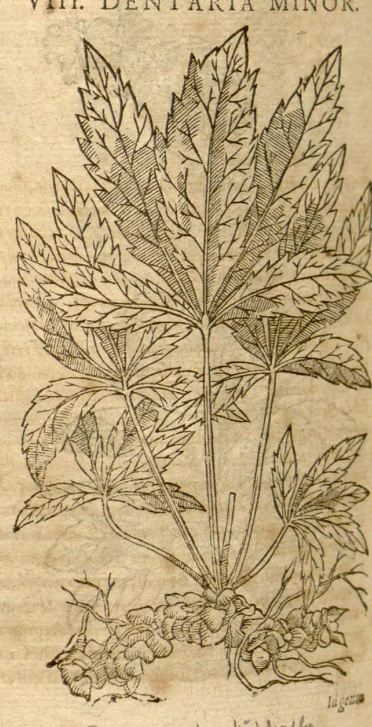 An illustration from Petri Andreae Matthioli ... Opera quae extant omnia, hoc est, Commentarii in VI. libros Pedacii Dioscoridis Anazarbei De medica materia : ... Adiectis in margine variis Graeci textus lectionibus, ex antiquissimus codicibus desumptis, qui Dioscorides depravatam lectionem restituunt / nunc à Casparo Bauhino ... Post diversarum editionum collationem infinitis locis aucti Synonymiis quoque plantarum et notis illustrate. Adjectis plantarum iconibus, supra priores editiones plus quam trecentis (quarum quamphurimae nunc primùm describuntur ad vivum delineatis. De ratione distillandi aquas ex omnibus plantis: et quomodo genuini odores in ipsis aquis conservari possint. Item, Apologia in Amatum Lusitanum, cum censura in ejusdem Enarrationes. Epistolarum medicinalium libri quinque. Dialogus de Morbo Gallico. Cum locupletissimis indicibus, tum ad rem herbarium, tum medicamentarium pertinentibus ..., 1598, leaf 800