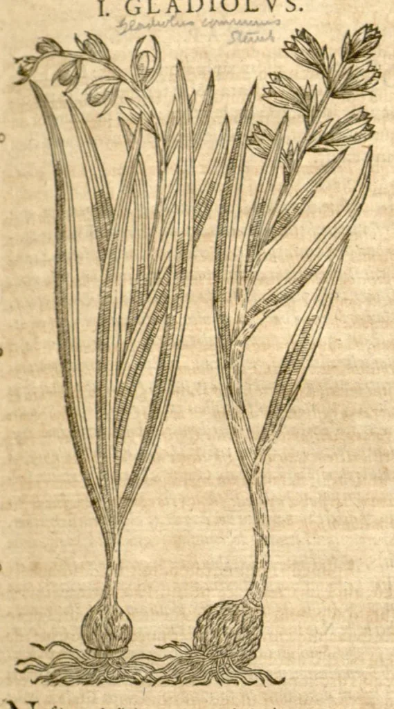 An illustration from Petri Andreae Matthioli ... Opera quae extant omnia, hoc est, Commentarii in VI. libros Pedacii Dioscoridis Anazarbei De medica materia : ... Adiectis in margine variis Graeci textus lectionibus, ex antiquissimus codicibus desumptis, qui Dioscorides depravatam lectionem restituunt / nunc à Casparo Bauhino ... Post diversarum editionum collationem infinitis locis aucti Synonymiis quoque plantarum et notis illustrate. Adjectis plantarum iconibus, supra priores editiones plus quam trecentis (quarum quamphurimae nunc primùm describuntur ad vivum delineatis. De ratione distillandi aquas ex omnibus plantis: et quomodo genuini odores in ipsis aquis conservari possint. Item, Apologia in Amatum Lusitanum, cum censura in ejusdem Enarrationes. Epistolarum medicinalium libri quinque. Dialogus de Morbo Gallico. Cum locupletissimis indicibus, tum ad rem herbarium, tum medicamentarium pertinentibus ..., 1598, leaf 817