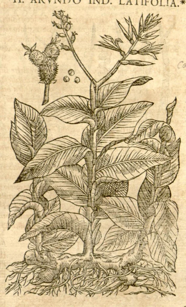 An illustration from Petri Andreae Matthioli ... Opera quae extant omnia, hoc est, Commentarii in VI. libros Pedacii Dioscoridis Anazarbei De medica materia : ... Adiectis in margine variis Graeci textus lectionibus, ex antiquissimus codicibus desumptis, qui Dioscorides depravatam lectionem restituunt / nunc à Casparo Bauhino ... Post diversarum editionum collationem infinitis locis aucti Synonymiis quoque plantarum et notis illustrate. Adjectis plantarum iconibus, supra priores editiones plus quam trecentis (quarum quamphurimae nunc primùm describuntur ad vivum delineatis. De ratione distillandi aquas ex omnibus plantis: et quomodo genuini odores in ipsis aquis conservari possint. Item, Apologia in Amatum Lusitanum, cum censura in ejusdem Enarrationes. Epistolarum medicinalium libri quinque. Dialogus de Morbo Gallico. Cum locupletissimis indicibus, tum ad rem herbarium, tum medicamentarium pertinentibus ..., 1598, leaf 817
