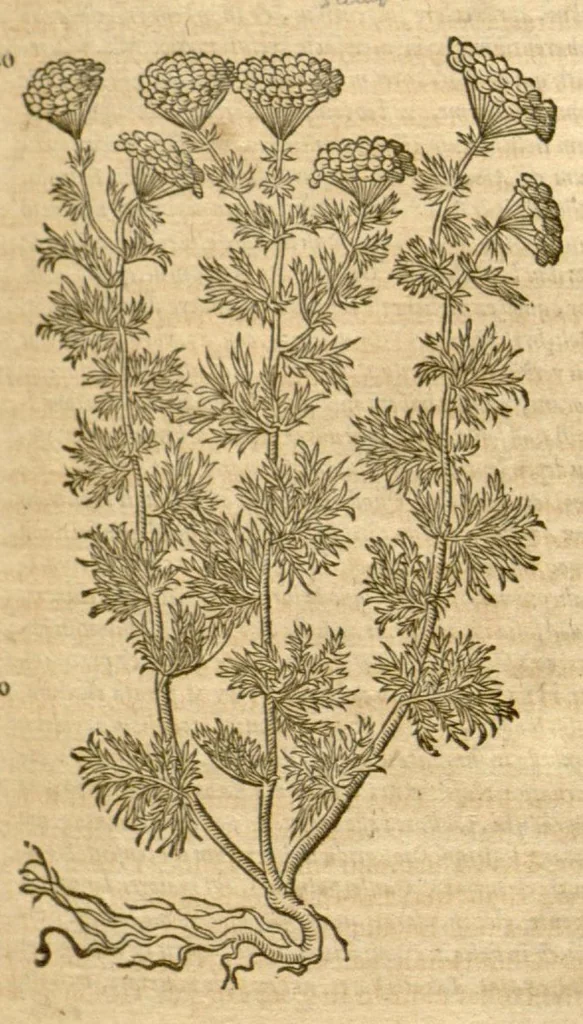 An illustration from Petri Andreae Matthioli ... Opera quae extant omnia, hoc est, Commentarii in VI. libros Pedacii Dioscoridis Anazarbei De medica materia : ... Adiectis in margine variis Graeci textus lectionibus, ex antiquissimus codicibus desumptis, qui Dioscorides depravatam lectionem restituunt / nunc à Casparo Bauhino ... Post diversarum editionum collationem infinitis locis aucti Synonymiis quoque plantarum et notis illustrate. Adjectis plantarum iconibus, supra priores editiones plus quam trecentis (quarum quamphurimae nunc primùm describuntur ad vivum delineatis. De ratione distillandi aquas ex omnibus plantis: et quomodo genuini odores in ipsis aquis conservari possint. Item, Apologia in Amatum Lusitanum, cum censura in ejusdem Enarrationes. Epistolarum medicinalium libri quinque. Dialogus de Morbo Gallico. Cum locupletissimis indicibus, tum ad rem herbarium, tum medicamentarium pertinentibus ..., 1598, leaf 851
