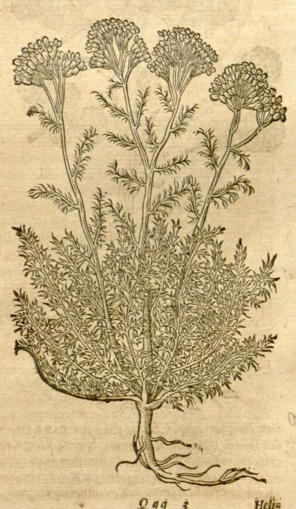 An illustration from Petri Andreae Matthioli ... Opera quae extant omnia, hoc est, Commentarii in VI. libros Pedacii Dioscoridis Anazarbei De medica materia : ... Adiectis in margine variis Graeci textus lectionibus, ex antiquissimus codicibus desumptis, qui Dioscorides depravatam lectionem restituunt / nunc à Casparo Bauhino ... Post diversarum editionum collationem infinitis locis aucti Synonymiis quoque plantarum et notis illustrate. Adjectis plantarum iconibus, supra priores editiones plus quam trecentis (quarum quamphurimae nunc primùm describuntur ad vivum delineatis. De ratione distillandi aquas ex omnibus plantis: et quomodo genuini odores in ipsis aquis conservari possint. Item, Apologia in Amatum Lusitanum, cum censura in ejusdem Enarrationes. Epistolarum medicinalium libri quinque. Dialogus de Morbo Gallico. Cum locupletissimis indicibus, tum ad rem herbarium, tum medicamentarium pertinentibus ..., 1598, leaf 851