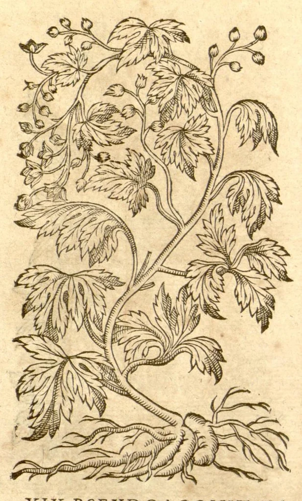 An illustration from Petri Andreae Matthioli ... Opera quae extant omnia, hoc est, Commentarii in VI. libros Pedacii Dioscoridis Anazarbei De medica materia : ... Adiectis in margine variis Graeci textus lectionibus, ex antiquissimus codicibus desumptis, qui Dioscorides depravatam lectionem restituunt / nunc à Casparo Bauhino ... Post diversarum editionum collationem infinitis locis aucti Synonymiis quoque plantarum et notis illustrate. Adjectis plantarum iconibus, supra priores editiones plus quam trecentis (quarum quamphurimae nunc primùm describuntur ad vivum delineatis. De ratione distillandi aquas ex omnibus plantis: et quomodo genuini odores in ipsis aquis conservari possint. Item, Apologia in Amatum Lusitanum, cum censura in ejusdem Enarrationes. Epistolarum medicinalium libri quinque. Dialogus de Morbo Gallico. Cum locupletissimis indicibus, tum ad rem herbarium, tum medicamentarium pertinentibus ..., 1598, leaf 882