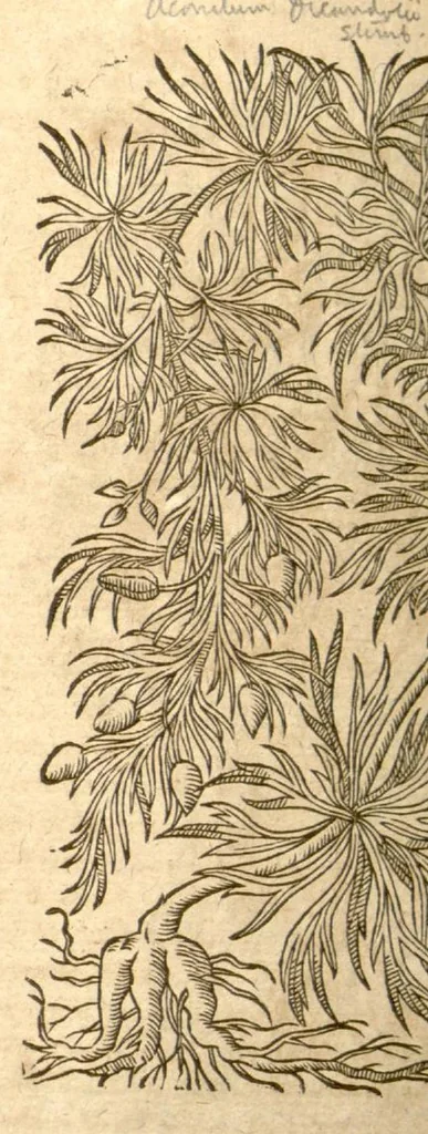 An illustration from Petri Andreae Matthioli ... Opera quae extant omnia, hoc est, Commentarii in VI. libros Pedacii Dioscoridis Anazarbei De medica materia : ... Adiectis in margine variis Graeci textus lectionibus, ex antiquissimus codicibus desumptis, qui Dioscorides depravatam lectionem restituunt / nunc à Casparo Bauhino ... Post diversarum editionum collationem infinitis locis aucti Synonymiis quoque plantarum et notis illustrate. Adjectis plantarum iconibus, supra priores editiones plus quam trecentis (quarum quamphurimae nunc primùm describuntur ad vivum delineatis. De ratione distillandi aquas ex omnibus plantis: et quomodo genuini odores in ipsis aquis conservari possint. Item, Apologia in Amatum Lusitanum, cum censura in ejusdem Enarrationes. Epistolarum medicinalium libri quinque. Dialogus de Morbo Gallico. Cum locupletissimis indicibus, tum ad rem herbarium, tum medicamentarium pertinentibus ..., 1598, leaf 882