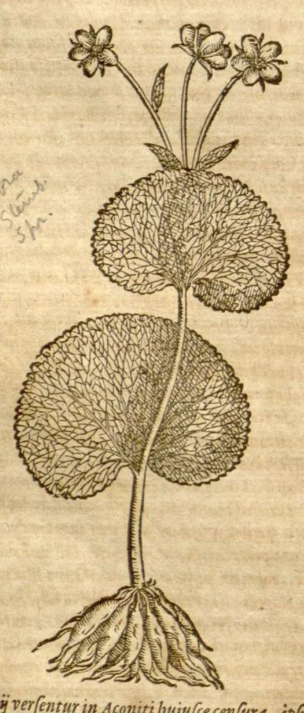 An illustration from Petri Andreae Matthioli ... Opera quae extant omnia, hoc est, Commentarii in VI. libros Pedacii Dioscoridis Anazarbei De medica materia : ... Adiectis in margine variis Graeci textus lectionibus, ex antiquissimus codicibus desumptis, qui Dioscorides depravatam lectionem restituunt / nunc à Casparo Bauhino ... Post diversarum editionum collationem infinitis locis aucti Synonymiis quoque plantarum et notis illustrate. Adjectis plantarum iconibus, supra priores editiones plus quam trecentis (quarum quamphurimae nunc primùm describuntur ad vivum delineatis. De ratione distillandi aquas ex omnibus plantis: et quomodo genuini odores in ipsis aquis conservari possint. Item, Apologia in Amatum Lusitanum, cum censura in ejusdem Enarrationes. Epistolarum medicinalium libri quinque. Dialogus de Morbo Gallico. Cum locupletissimis indicibus, tum ad rem herbarium, tum medicamentarium pertinentibus ..., 1598, leaf 882