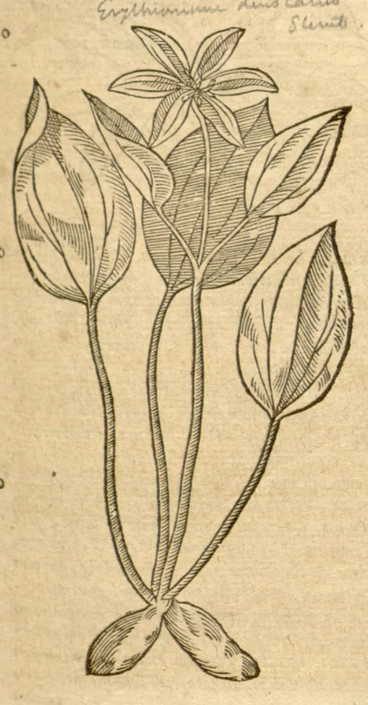An illustration from Petri Andreae Matthioli ... Opera quae extant omnia, hoc est, Commentarii in VI. libros Pedacii Dioscoridis Anazarbei De medica materia : ... Adiectis in margine variis Graeci textus lectionibus, ex antiquissimus codicibus desumptis, qui Dioscorides depravatam lectionem restituunt / nunc à Casparo Bauhino ... Post diversarum editionum collationem infinitis locis aucti Synonymiis quoque plantarum et notis illustrate. Adjectis plantarum iconibus, supra priores editiones plus quam trecentis (quarum quamphurimae nunc primùm describuntur ad vivum delineatis. De ratione distillandi aquas ex omnibus plantis: et quomodo genuini odores in ipsis aquis conservari possint. Item, Apologia in Amatum Lusitanum, cum censura in ejusdem Enarrationes. Epistolarum medicinalium libri quinque. Dialogus de Morbo Gallico. Cum locupletissimis indicibus, tum ad rem herbarium, tum medicamentarium pertinentibus ..., 1598, leaf 895