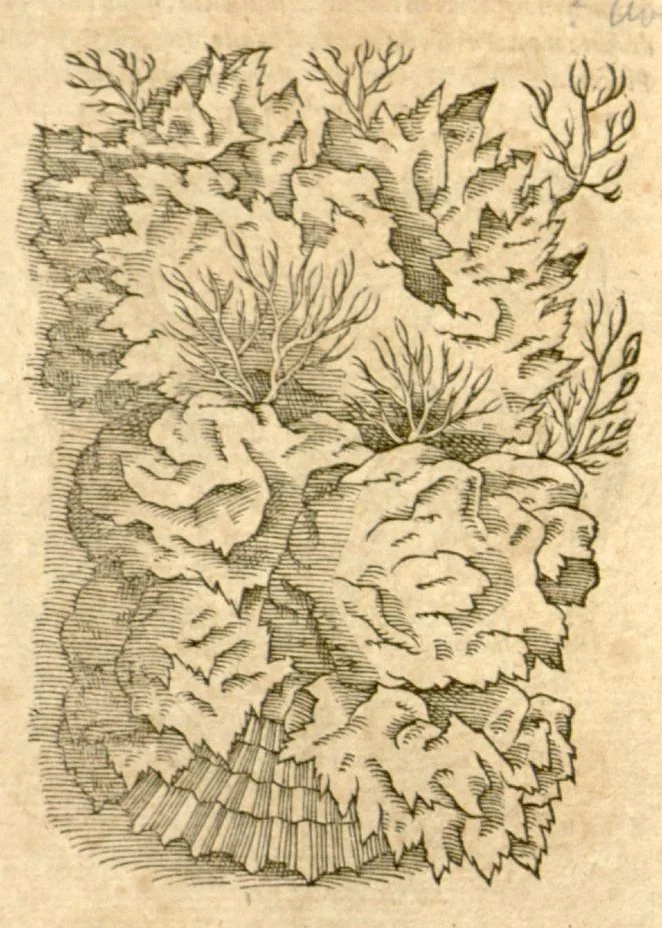An illustration from Petri Andreae Matthioli ... Opera quae extant omnia, hoc est, Commentarii in VI. libros Pedacii Dioscoridis Anazarbei De medica materia : ... Adiectis in margine variis Graeci textus lectionibus, ex antiquissimus codicibus desumptis, qui Dioscorides depravatam lectionem restituunt / nunc à Casparo Bauhino ... Post diversarum editionum collationem infinitis locis aucti Synonymiis quoque plantarum et notis illustrate. Adjectis plantarum iconibus, supra priores editiones plus quam trecentis (quarum quamphurimae nunc primùm describuntur ad vivum delineatis. De ratione distillandi aquas ex omnibus plantis: et quomodo genuini odores in ipsis aquis conservari possint. Item, Apologia in Amatum Lusitanum, cum censura in ejusdem Enarrationes. Epistolarum medicinalium libri quinque. Dialogus de Morbo Gallico. Cum locupletissimis indicibus, tum ad rem herbarium, tum medicamentarium pertinentibus ..., 1598, leaf 911