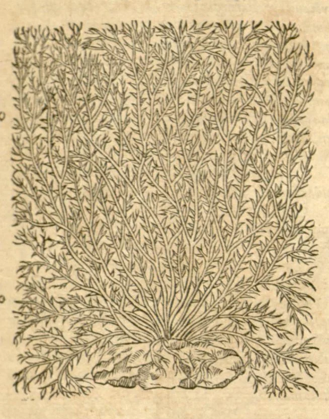 An illustration from Petri Andreae Matthioli ... Opera quae extant omnia, hoc est, Commentarii in VI. libros Pedacii Dioscoridis Anazarbei De medica materia : ... Adiectis in margine variis Graeci textus lectionibus, ex antiquissimus codicibus desumptis, qui Dioscorides depravatam lectionem restituunt / nunc à Casparo Bauhino ... Post diversarum editionum collationem infinitis locis aucti Synonymiis quoque plantarum et notis illustrate. Adjectis plantarum iconibus, supra priores editiones plus quam trecentis (quarum quamphurimae nunc primùm describuntur ad vivum delineatis. De ratione distillandi aquas ex omnibus plantis: et quomodo genuini odores in ipsis aquis conservari possint. Item, Apologia in Amatum Lusitanum, cum censura in ejusdem Enarrationes. Epistolarum medicinalium libri quinque. Dialogus de Morbo Gallico. Cum locupletissimis indicibus, tum ad rem herbarium, tum medicamentarium pertinentibus ..., 1598, leaf 911
