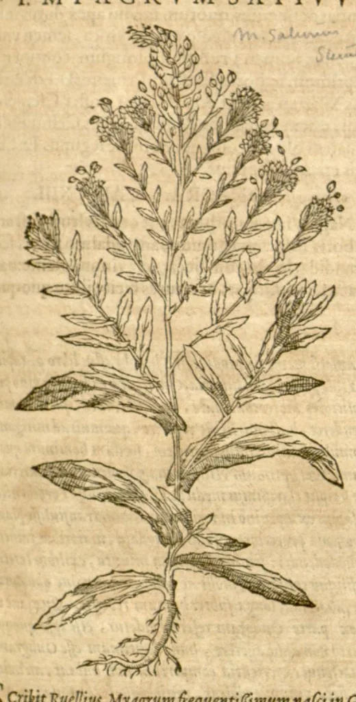 An illustration from Petri Andreae Matthioli ... Opera quae extant omnia, hoc est, Commentarii in VI. libros Pedacii Dioscoridis Anazarbei De medica materia : ... Adiectis in margine variis Graeci textus lectionibus, ex antiquissimus codicibus desumptis, qui Dioscorides depravatam lectionem restituunt / nunc à Casparo Bauhino ... Post diversarum editionum collationem infinitis locis aucti Synonymiis quoque plantarum et notis illustrate. Adjectis plantarum iconibus, supra priores editiones plus quam trecentis (quarum quamphurimae nunc primùm describuntur ad vivum delineatis. De ratione distillandi aquas ex omnibus plantis: et quomodo genuini odores in ipsis aquis conservari possint. Item, Apologia in Amatum Lusitanum, cum censura in ejusdem Enarrationes. Epistolarum medicinalium libri quinque. Dialogus de Morbo Gallico. Cum locupletissimis indicibus, tum ad rem herbarium, tum medicamentarium pertinentibus ..., 1598, leaf 931
